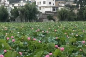 吉林圖們江國家森林公園地址-門票價格-景點信息