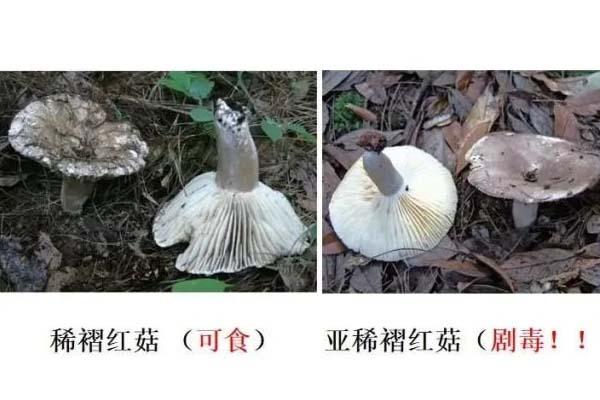 云南旅游注意事项 如何鉴别菌子是否有毒