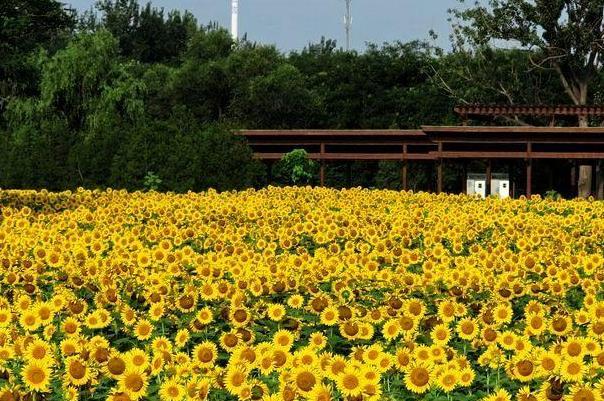 2021北京奥森公园向日葵种植区地址