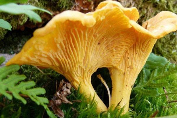 云南蘑菇哪些有毒 ?云南省野生菌中毒預警公告