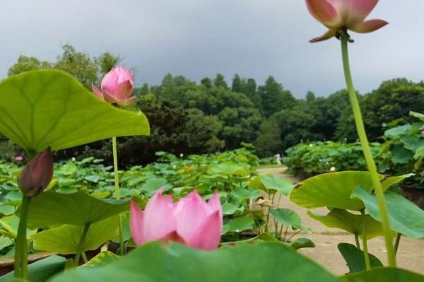 2021武汉室内赏荷花的景点