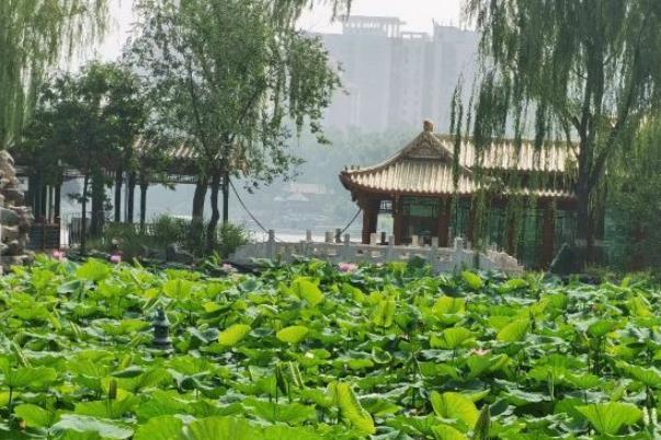 2021北京龙潭公园赏荷时间-门票