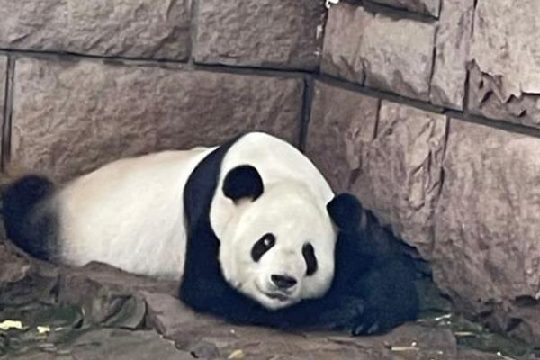 2021暑假北京動物園線上和線下活動