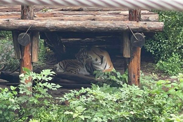 2021暑假北京動物園線上和線下活動