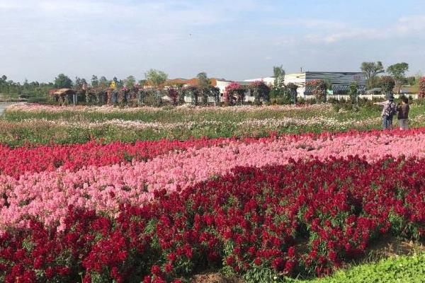 2021成都蔚然花海浪漫烟花节地点-时间