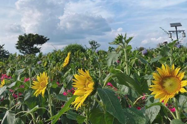 2021成都蔚然花海浪漫煙花節地點-時間