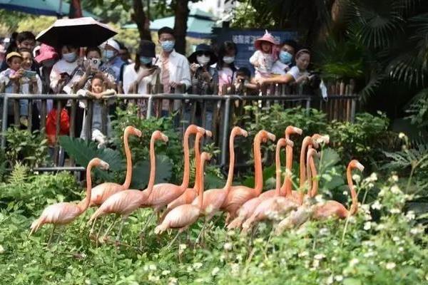 2021年8月深圳野生动物园门票优惠活动