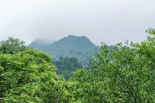 彭州中壩原始森林地址及景區介紹