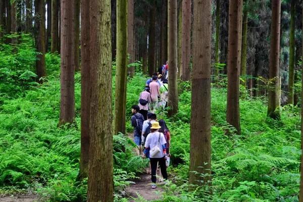 彭州中壩原始森林地址及景區介紹