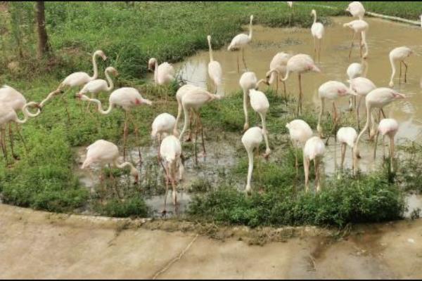 8月武漢野生動物王國暫停開放