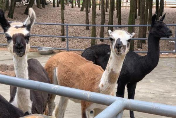 8月武漢野生動物王國暫停開放