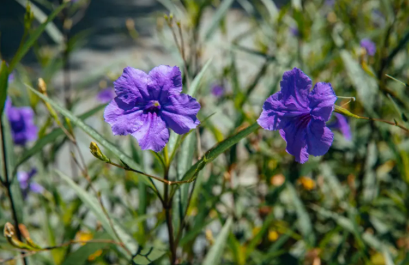 8月深圳賞花的地方