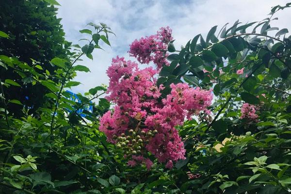 8月深圳赏花的地方