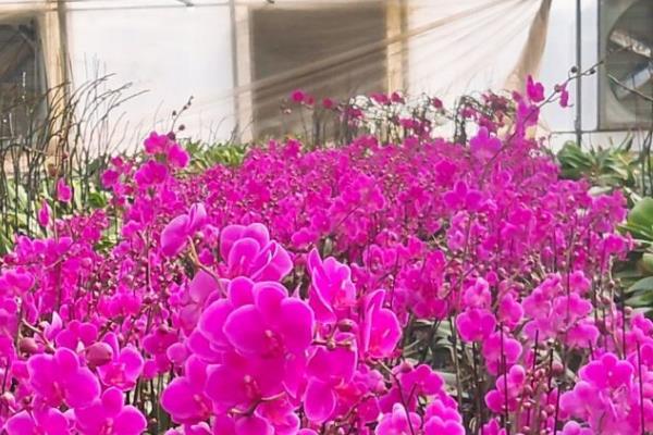8月北京小汤山现代农业科技示范园暂时闭园