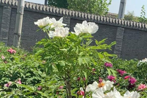 8月洛阳国家牡丹园恢复开放时间​