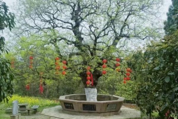 襄阳白水寺风景区恢复开放时间