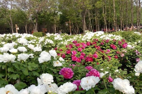 2021年8月洛阳隋唐城遗址植物园恢复开放时间