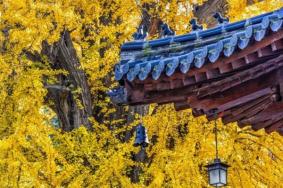 西安古观音禅寺银杏树最佳观赏时间