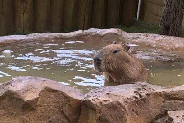 8月武漢野生動物王國暫停開放