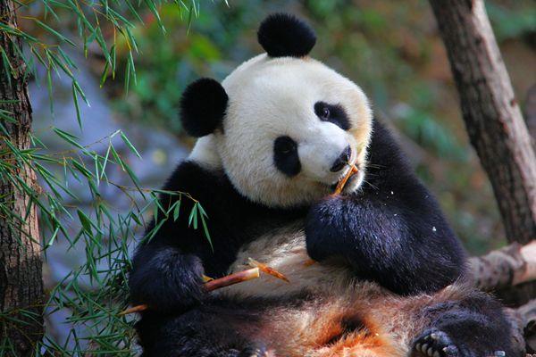 8月27日南京红山森林动物园室外恢复开放通知