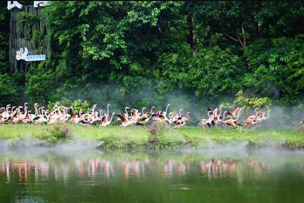 2021年9月广州少隆飞鸟乐土门票劣惠活动