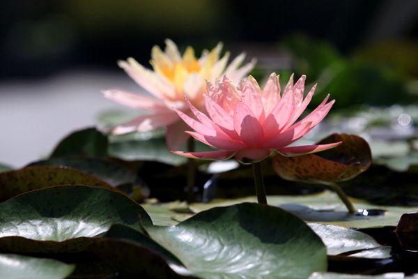 上海辰山植物園門票多少錢-睡蓮展時間-活動內容