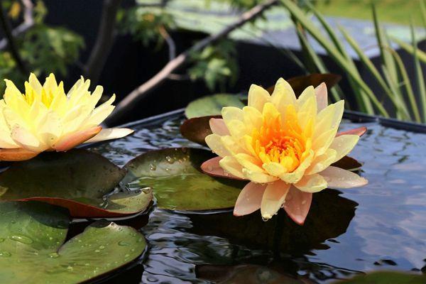 上海辰山植物園門票多少錢-睡蓮展時間-活動內容