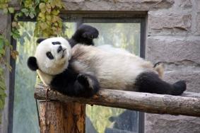 成都大熊猫繁育研究基地游玩攻略-门票-开放时间-路线