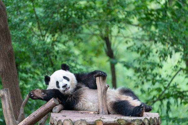 成都大熊猫繁育研究基地游玩攻略-门票-开放时间-路线