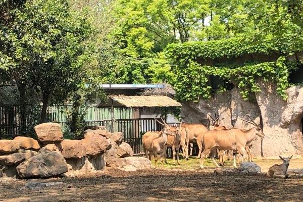 2021上海旅游節上海動物園門票活動