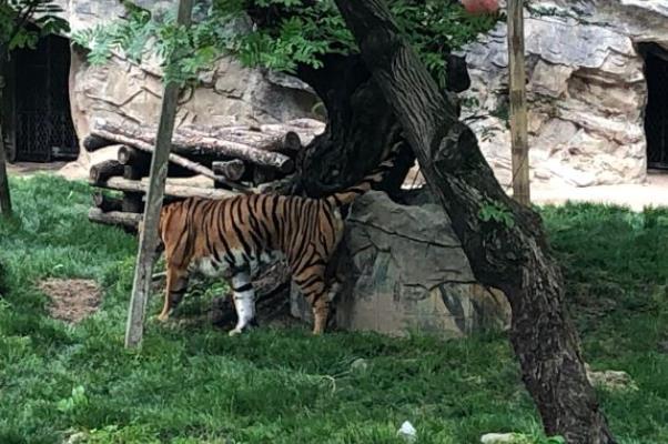 2021上海旅游節上海動物園門票活動