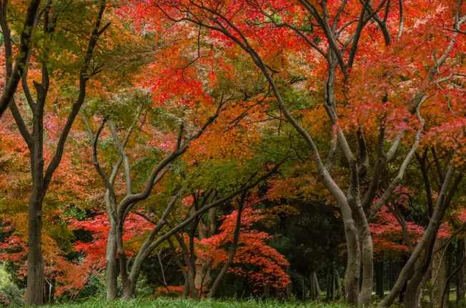 9月17日起大亚湾红树林城市湿地公园暂停开放 中秋惠州关闭景区名单