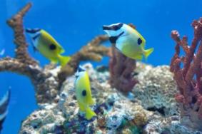 武汉海昌极地海洋世界国庆还开放吗