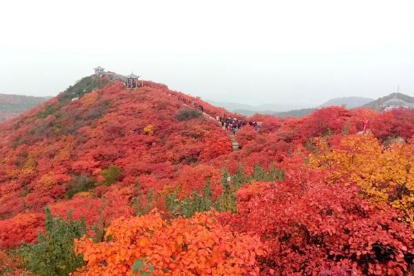 河南哪里有楓葉的景點附路線