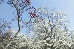 青岛中山公园有哪些园区可供游客赏花
