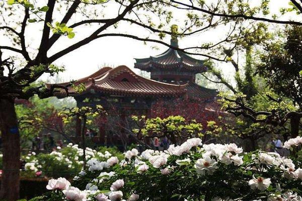 青岛中山公园有哪些园区可供游客赏花