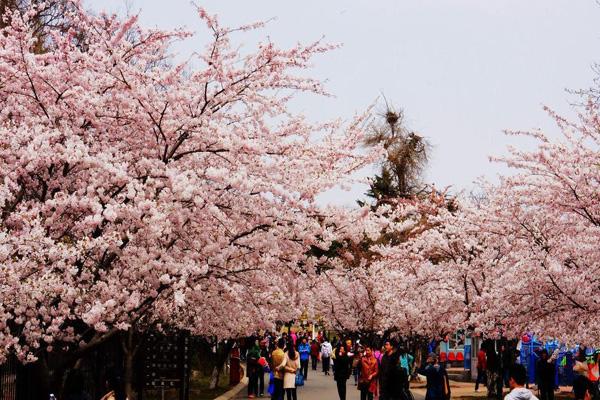 青岛中山公园有哪些园区可供游客赏花