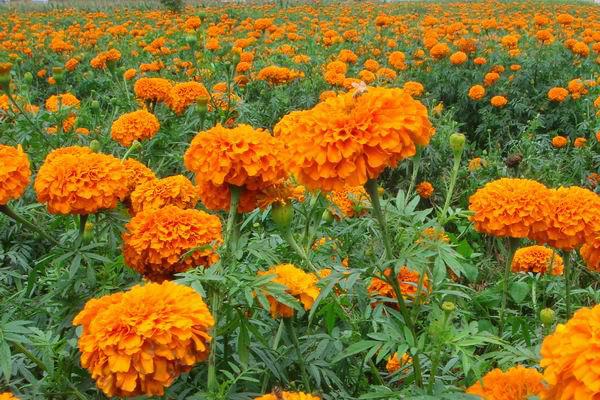 固原赏花最佳地点—花期