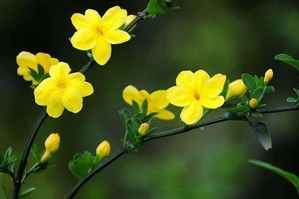 固原赏花最佳地点—花期