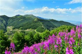 固原赏花最佳地点—花期