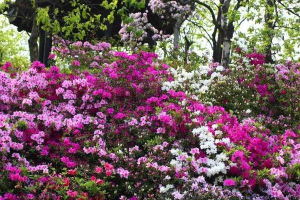 2021上海植物园近期花展-秋季花展