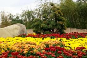 2021西安植物园秋季花展赏花攻略
