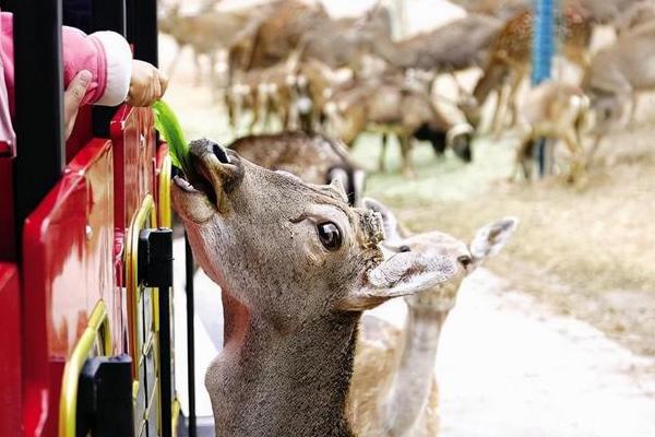 2021蘭州野生動物園開園時間及游玩攻略