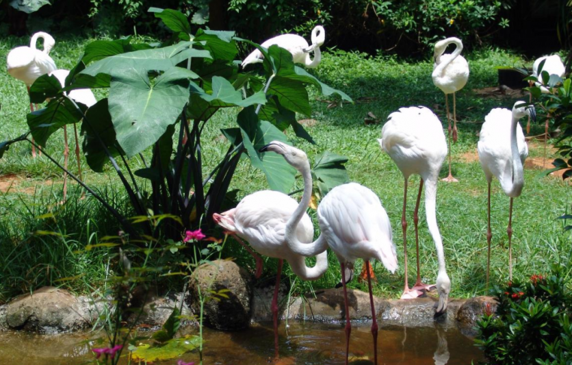 海南热带野生动植物园门票及游玩攻略