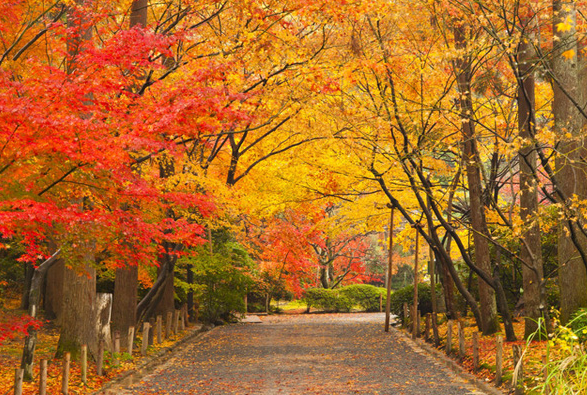 2021日本红叶季节是什么时候 日本红叶有名的地方