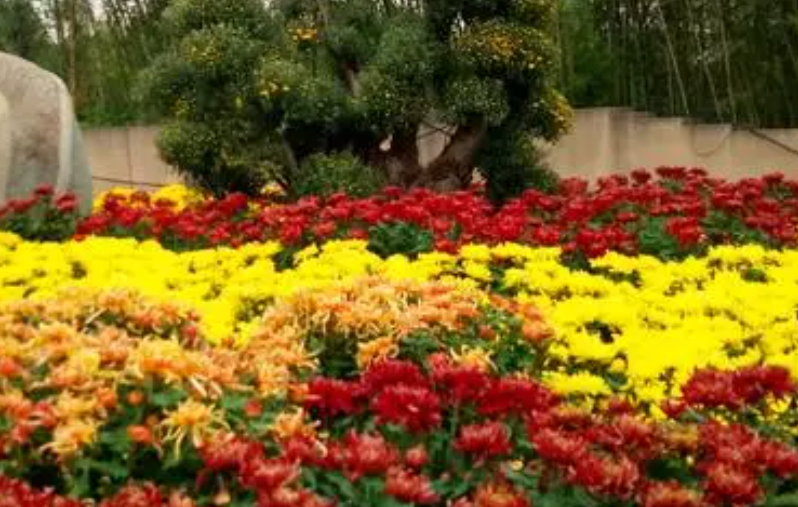 2021秦岭国家植物园花展开放了吗   2021秦岭国家植物园赏花时间