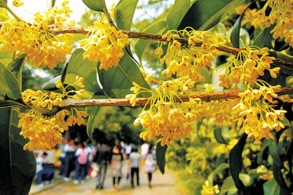 2021杭州赏桂花最好的地方