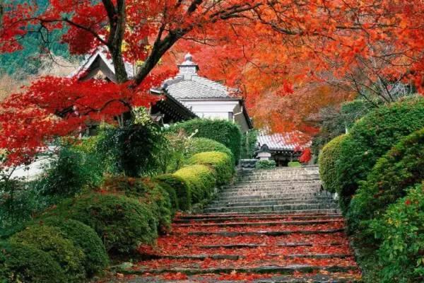 赏北京栖霞山枫叶最好时候