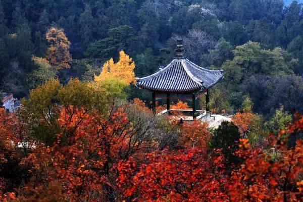 赏北京栖霞山枫叶最好时候