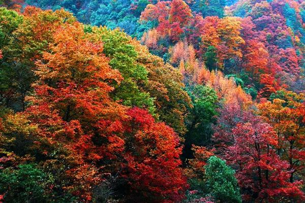 四川賞紅葉十大絕佳去處 四川紅葉觀賞地推薦